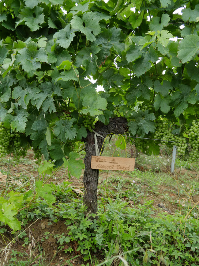 Виноградник на урожай